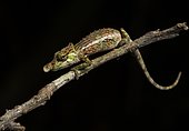Chameleon (Calumma fallax), sits on branch, rainforest, Andasibe, eastern Madagascar, Madagascar, Africa