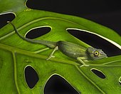 Perinet chameleon (Calumma gastrotaenia), male on green leaf, Anjozorobe rainforest, eastern Madagascar, Madagascar, Africa