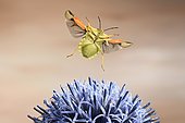 Nocturnal fruit bug (Carpocoris fuscispinus), in flight, at a globe thistle, Germany, Europe