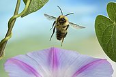 Common Carder-bee (Bombus pascuorum), in flight, on Morning glory (Ipomoea), Germany, Europe