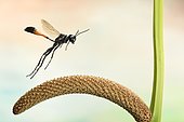 Red-banded sand wasp (Ammophila sabulosa), in flight, on Calm (Acorus calamus), Germany, Europe