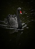 Black swan (Cygnus atratus) swimming in the water, Spain, Europe