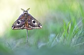 Small emperor moth (Saturnia pavonia), male, captive, Thuringia, Germany, Europe