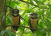 Two Spectacled Owls (Pulsatrix perspicillata) sitting in the tree, Costa Rica, Central America