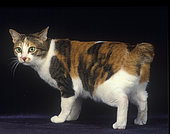 Domestic Cat Japanese Bobtail, Standing, side view