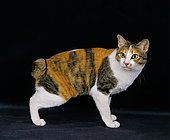 Domestic Cat, Japanese Bobtail, adult, standing
