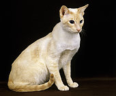 Red Point Siamese, sitting