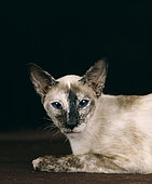 Siamese Tortie Point Cat, face detail