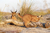 Caracal (Caracal caracal) , Occurs in Africa and Asia, Young animals 9 weeks old, on the rocks, Captive.
