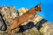 Caracal (Caracal caracal) , Occurs in Africa and Asia, Young animal 9 weeks old, jumping, Captive.