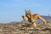 Caracal (Caracal caracal) , Occurs in Africa and Asia, Adult animal, Male, Walking on rock, Captive.