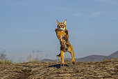 Caracal (Caracal caracal) , Occurs in Africa and Asia, Adult animal, Male, Jumping, Captive.