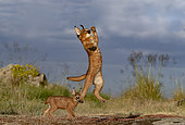 Caracal (Caracal caracal) , Occurs in Africa and Asia, Adult animal, Male, Jumping, Running, Captive.