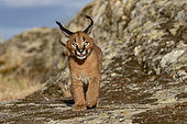Caracal (Caracal caracal), Occurs in Africa and Asia, Young animal 9 weeks old, Walking in the rocks, Captive.