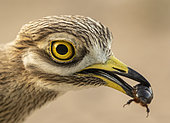 Stone curlew (Burhinus oedicnemus) eating an insect, Spain