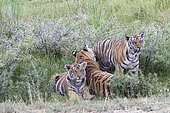 Asian (Bengal) Tiger (Panthera tigris tigris), mother with youngs 6 months old, resting, Private reserve, South Africa