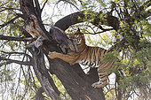 Asian (Bengal) Tiger (Panthera tigris tigris), climbing in a tree in search of a prey kept in branches protected from other predators : a common warthog (Phacochoerus africanus), Private reserve, South Africa