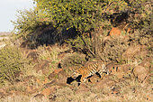 Asian (Bengal) Tiger (Panthera tigris tigris), mother walking with babies, Private reserve, South Africa