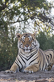 Asian (Bengal) Tiger (Panthera tigris tigris),young 6 months old, resting, Private reserve, South Africa