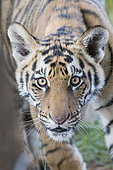 Asian (Bengal) Tiger (Panthera tigris tigris),young 6 months old, Private reserve, South Africa