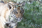 Asian (Bengal) Tiger (Panthera tigris tigris),young 6 months old, resting, Private reserve, South Africa