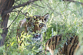 Asian (Bengal) Tiger (Panthera tigris tigris),young 6 months old, resting, Private reserve, South Africa