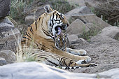 Asian (Bengal) Tiger (Panthera tigris tigris), with young 3 months old, resting, Private reserve, South Africa