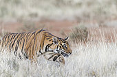 South Africa, Private reserve, Asian (Bengal) Tiger (Panthera tigris tigris),young 6 months old, walking