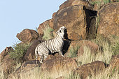 White Asian (Bengal) Tiger (Panthera tigris tigris), search for smells of territorial marking, Private reserve, South Africa