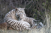 White Asian (Bengal) Tiger (Panthera tigris tigris), with young 3 months old, resting, Private reserve, South Africa