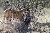 Asian (Bengal) Tiger (Panthera tigris tigris), female adult with a prey , Common warthog (Phacochoerus africanus), Private reserve, South Africa