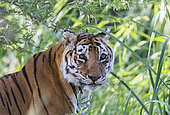 Asian (Bengal) Tiger (Panthera tigris tigris), female adult, Private reserve, South Africa
