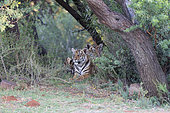 Asian (Bengal) Tiger (Panthera tigris tigris), with young 6 months old, resting, Private reserve, South Africa