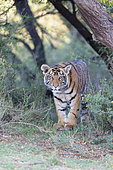Asian (Bengal) Tiger (Panthera tigris tigris),young 6 months old, walking, Private reserve, South Africa