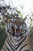 Asian (Bengal) Tiger (Panthera tigris tigris), resting, Private reserve, South Africa