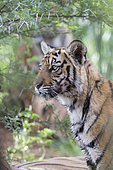 Asian (Bengal) Tiger (Panthera tigris tigris), resting, Private reserve, South Africa