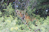 Asian (Bengal) Tiger (Panthera tigris tigris), walking, Private reserve, South Africa