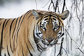 Tigre du Bengale (Panthera tigris tigris), au repos, Réserve privée, Afrique du Sud