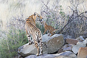 Asian (Bengal) Tiger (Panthera tigris tigris), with young 3 months old, Private reserve, South Africa