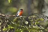 Eurasian Bullfinch (Pyrrhula pyrrhula) on a branch, Finland