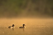 Tufted duck (Aythya fuligula) Male and female on water, France
