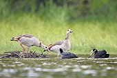 Egyptian Goose (Alopochen aegyptiaca) on the nest of Eurasian coot (Fulica atra), France