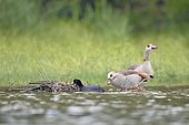 Egyptian Goose (Alopochen aegyptiaca) on the nest of Eurasian coot (Fulica atra), France