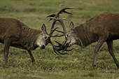 Two Red Deer stags fight during the rut in the Peak District National Park, UK.