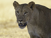 A Lioness (Panthera leo) in Hwange National Park, Zimbabwe.