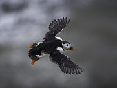 A Puffin (Fratercula arctica) flying over stormy seas off the coast of Flamborough, UK.