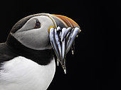 A Puffin (Fratercula arctica) with sandeels off the coast of Northumberland, UK.