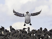 A Guillemot (Uria aalge) comes into land off the coast of Northumberland, UK.
