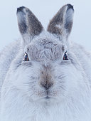 A Mountain Hare (Lepus timidus) in the Cairngorms National Park, Scotland.