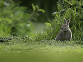 A Rabbit (Oryctolagus cuniculus) on the coast of Northumberland in the UK.
